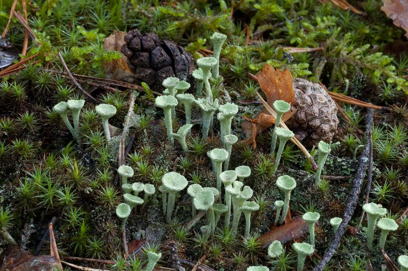 Cladonia fimbriata-2